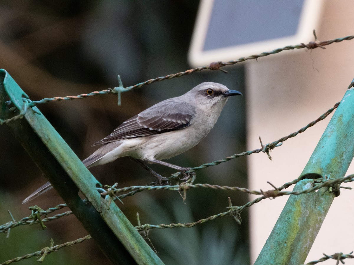 Tropikal Taklitçi - ML647576138