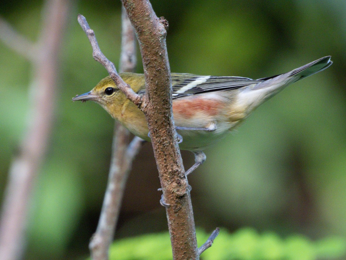 Пісняр-лісовик каштановий - ML647576155