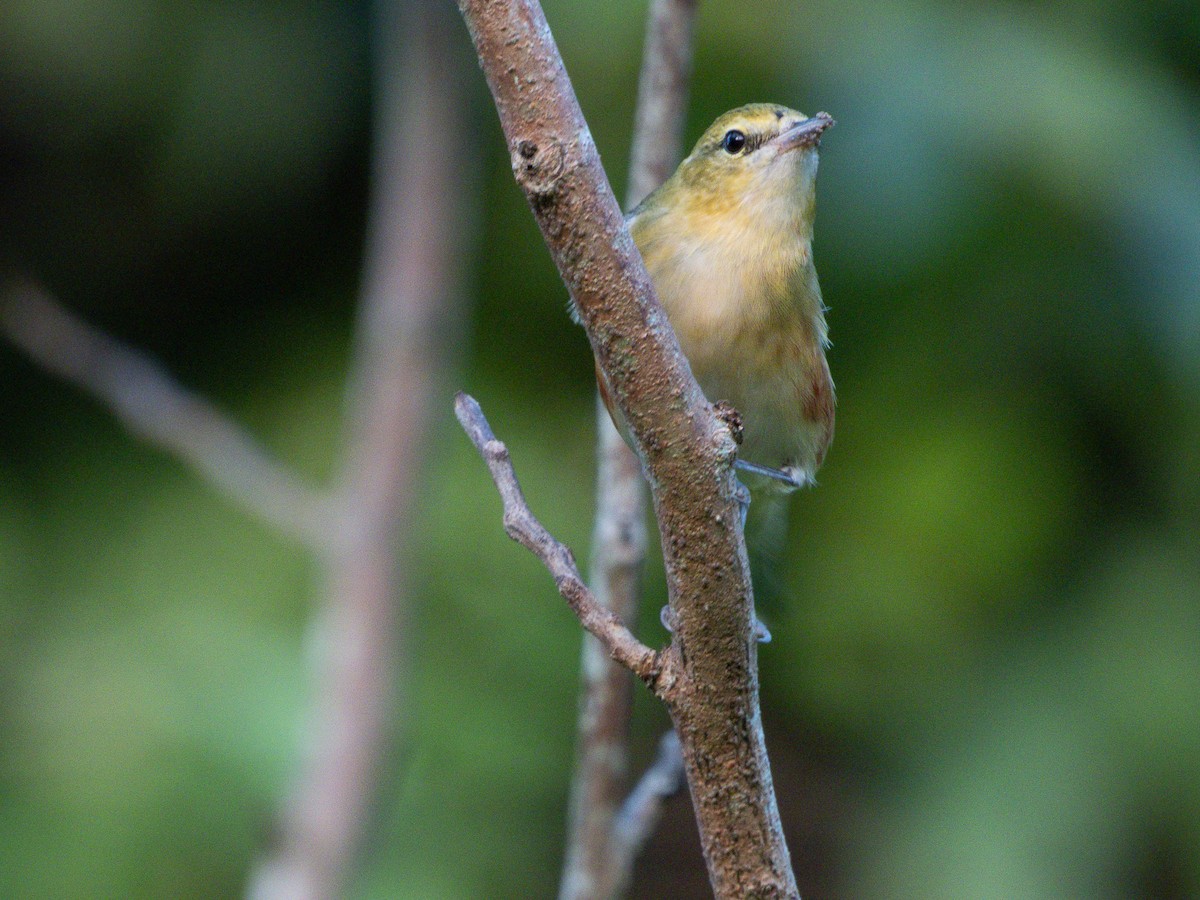 Пісняр-лісовик каштановий - ML647576156