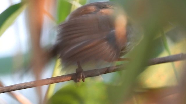 cetie jižní - ML647576162