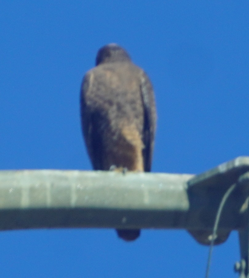 鷹科(中、小型) - ML647576164