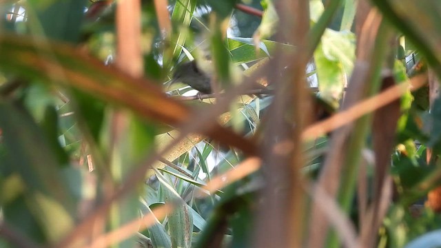 cetie jižní - ML647576166