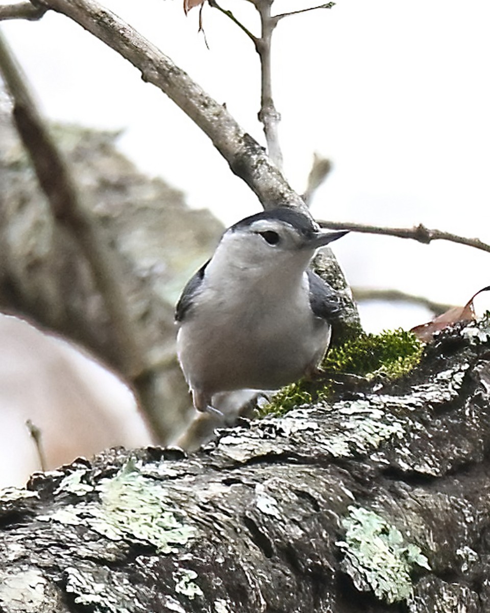 Sittelle à poitrine blanche - ML647576168