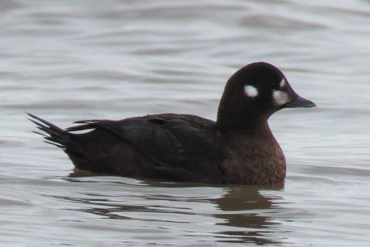 Harlequin Duck - ML647576173