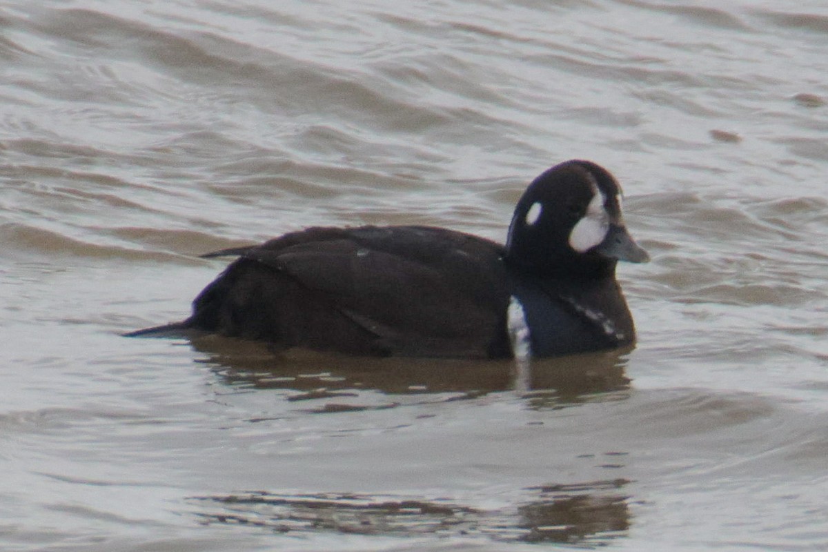 Harlequin Duck - ML647576174
