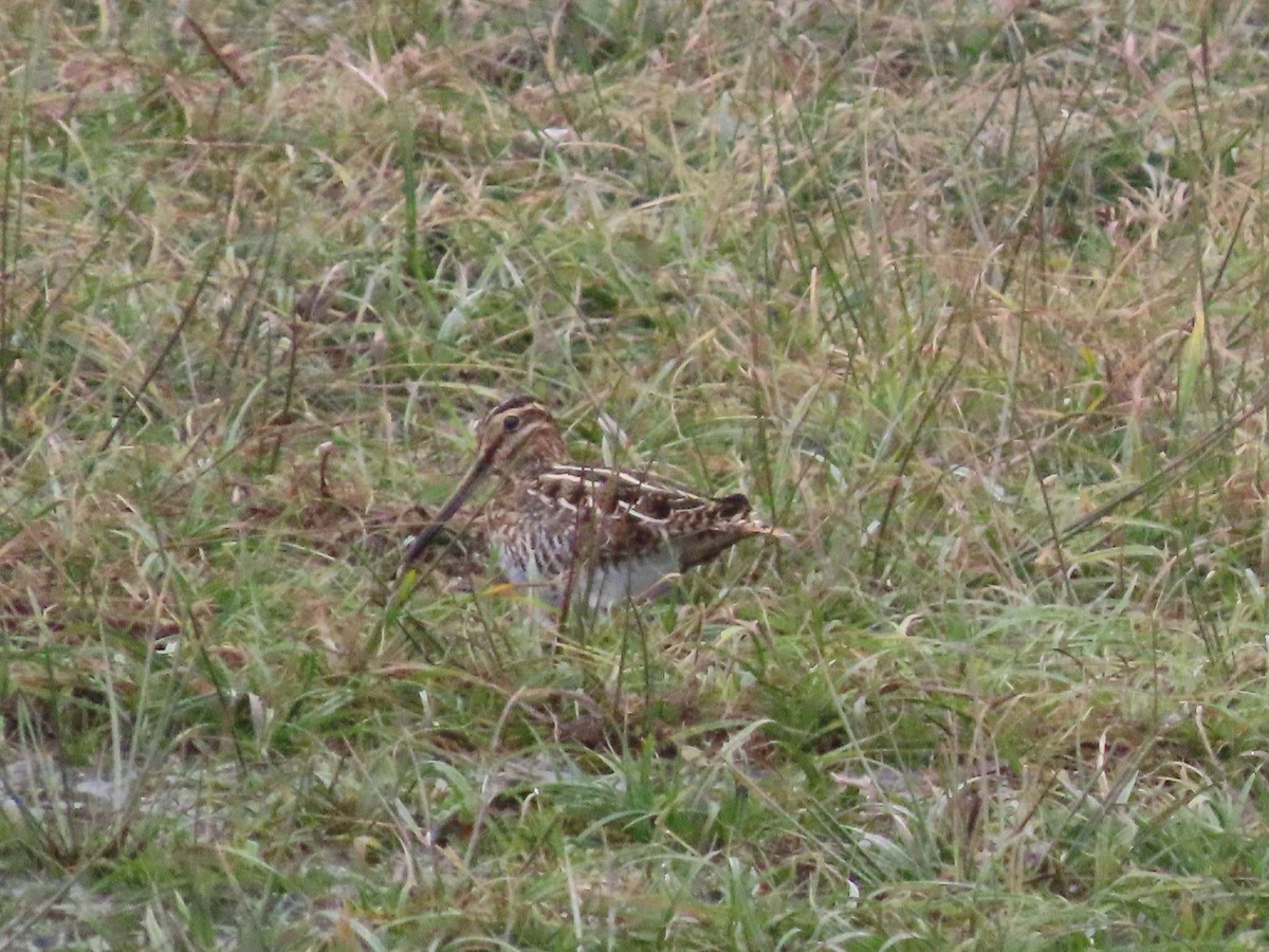 Wilson's Snipe - ML647576181