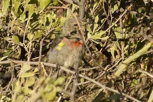 Southern Double-collared Sunbird - ML647576191