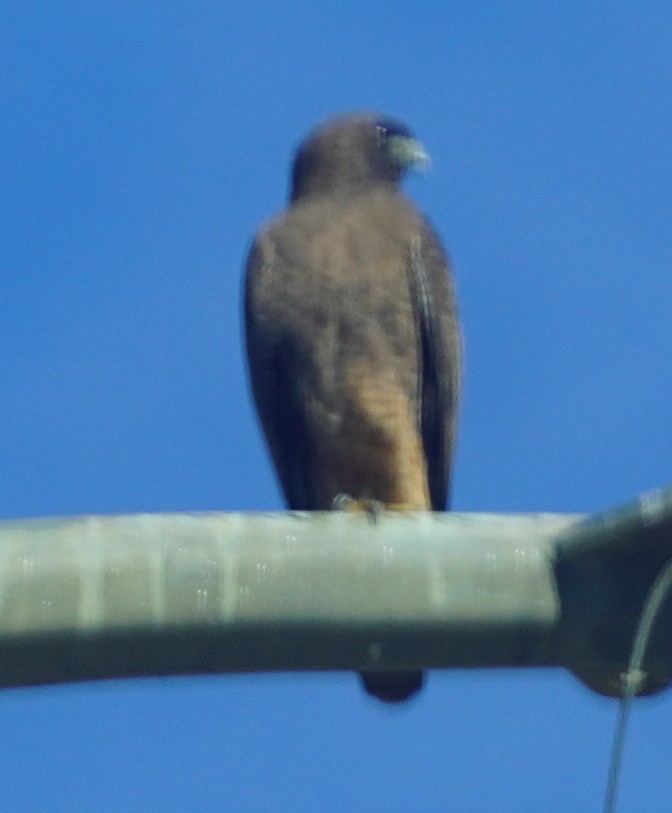 鷹科(中、小型) - ML647576192