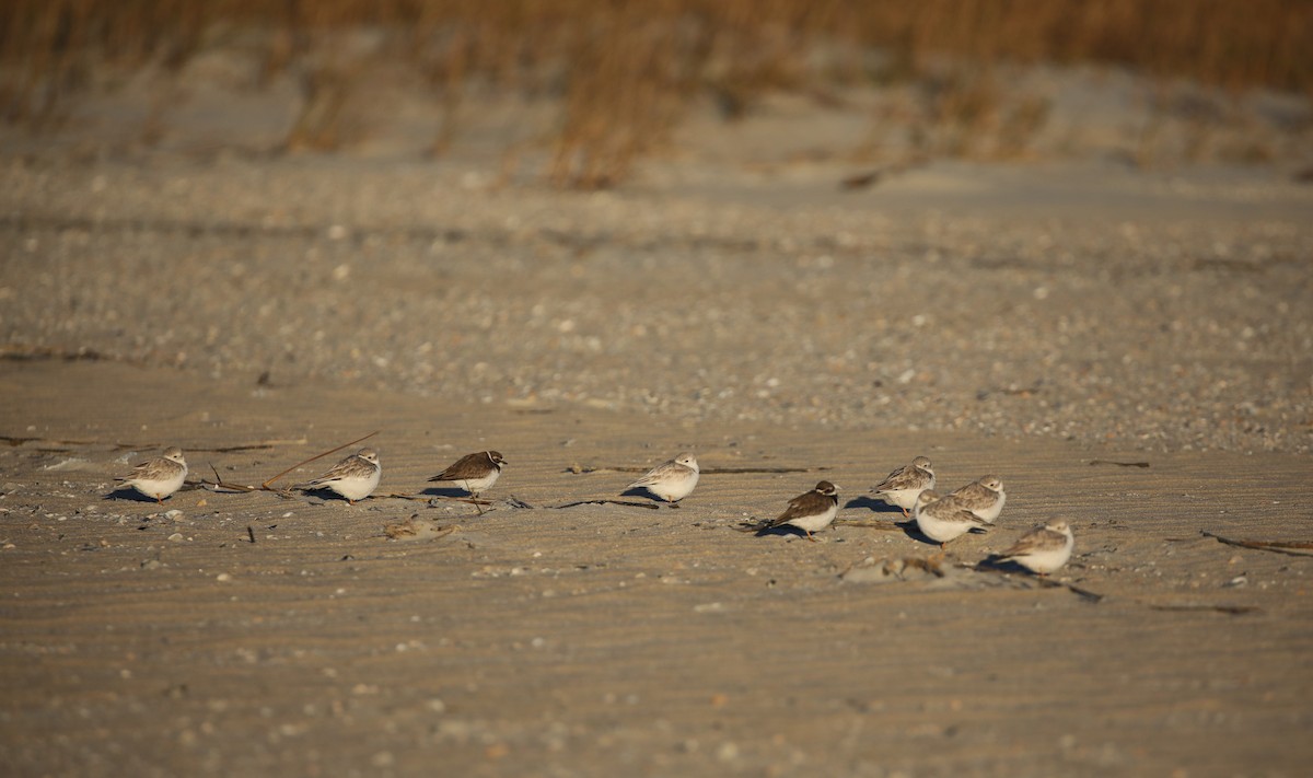 Piping Plover - ML647576194