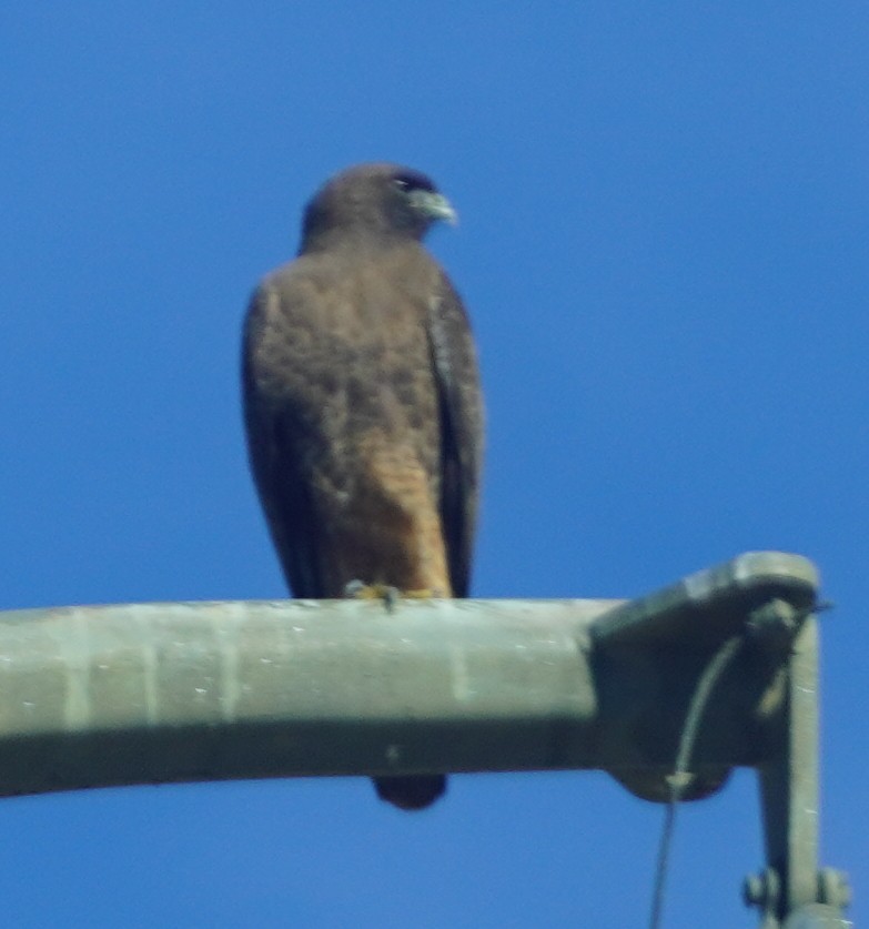 鷹科(中、小型) - ML647576241