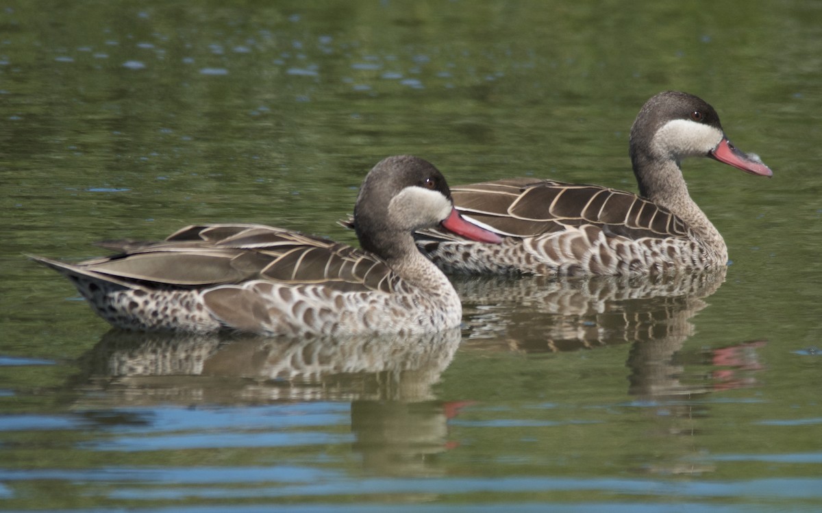 Red-billed Duck - ML647576255