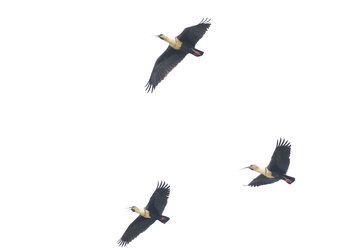 İbikli Sarıca Aynak - ML647576274