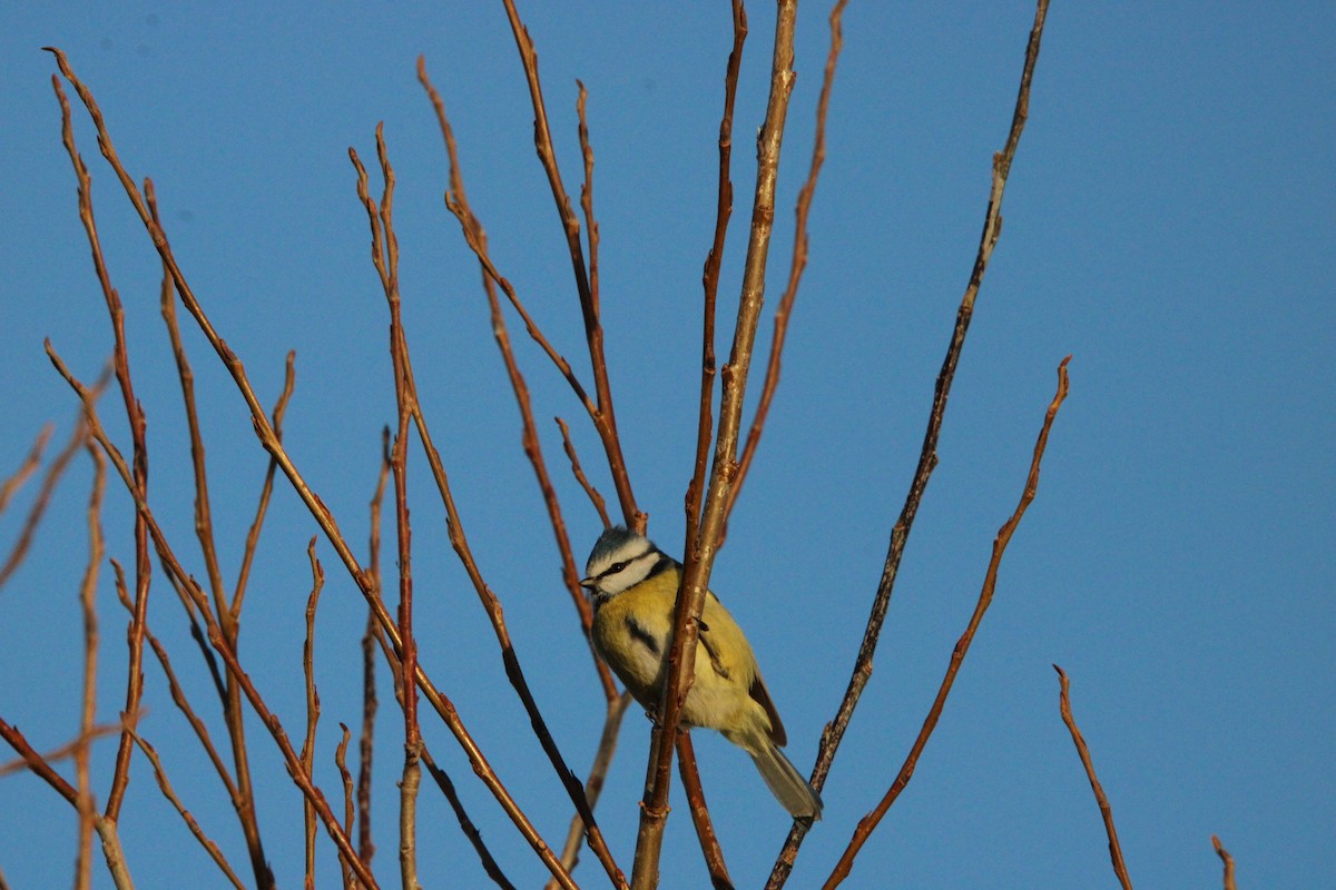 Eurasian Blue Tit - ML647576282