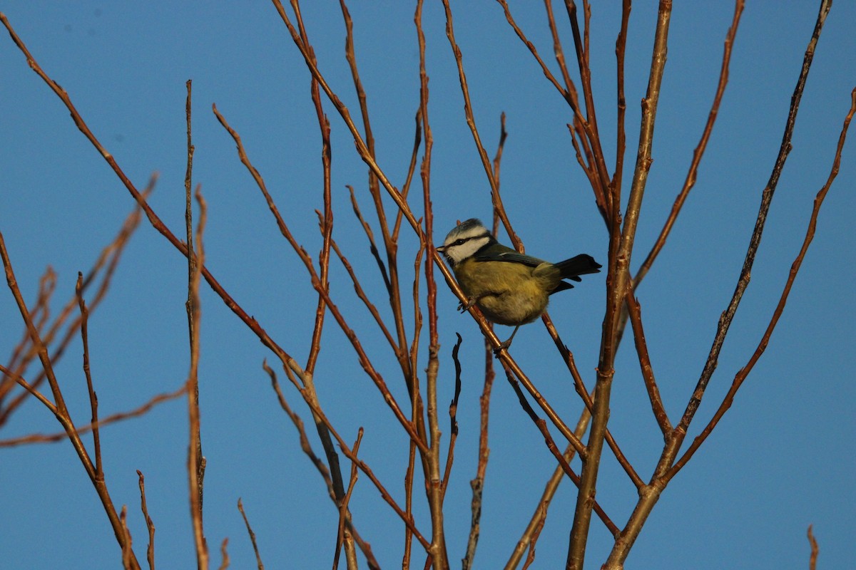 Eurasian Blue Tit - ML647576283