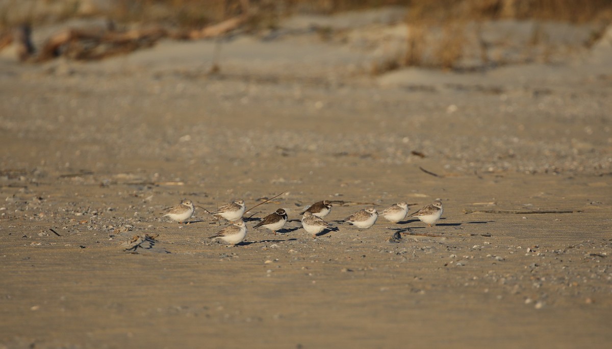 Piping Plover - ML647576293