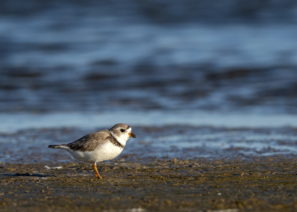 Piping Plover - ML647576299