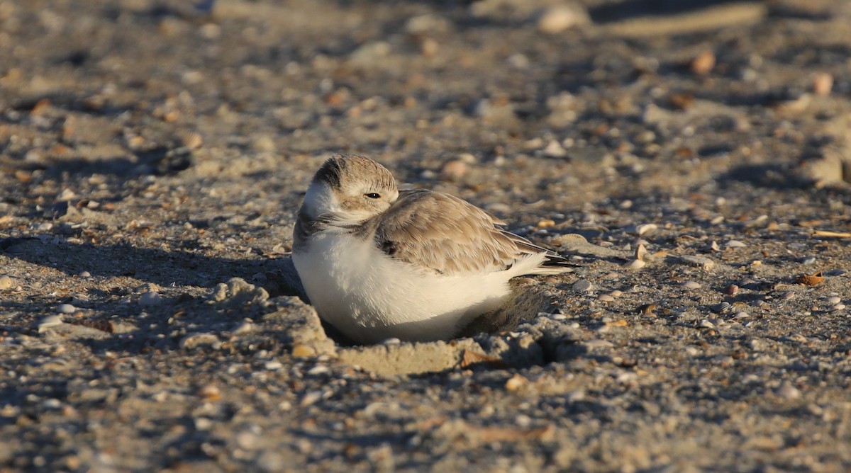Piping Plover - ML647576305