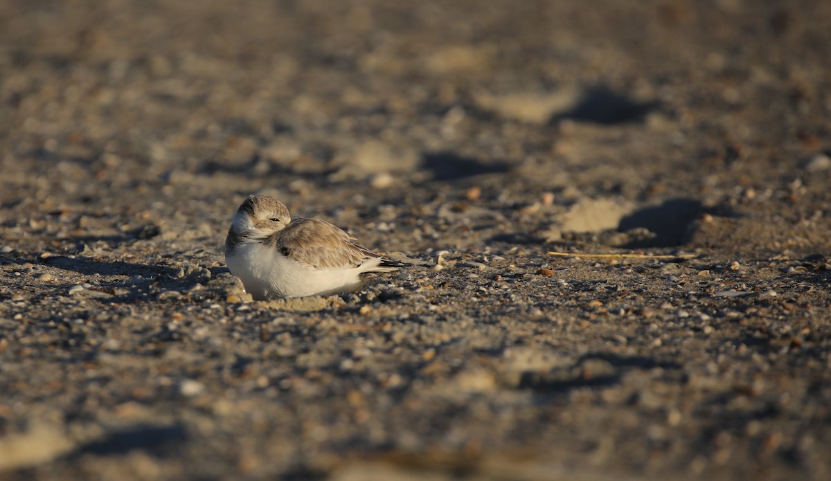 Piping Plover - ML647576306