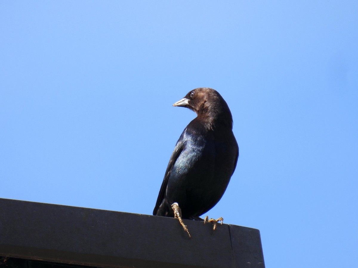 brunhodetrupial - ML647576314