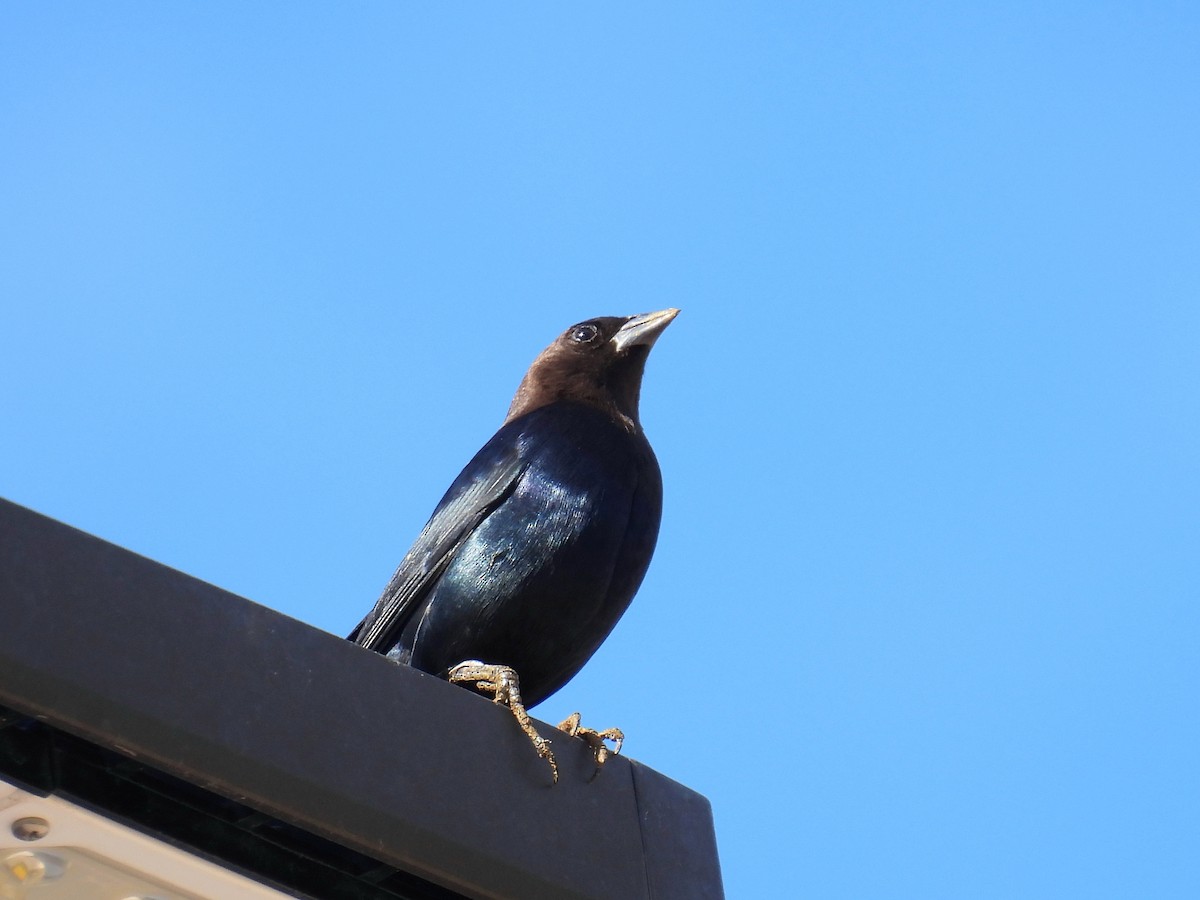 brunhodetrupial - ML647576315