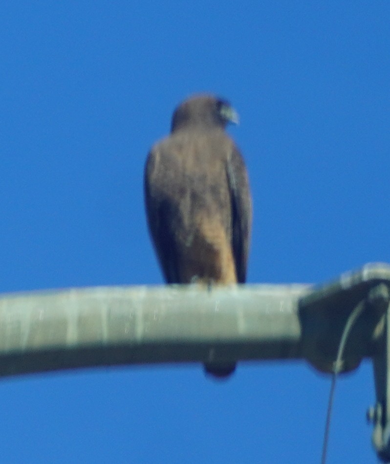 鷹科(中、小型) - ML647576345