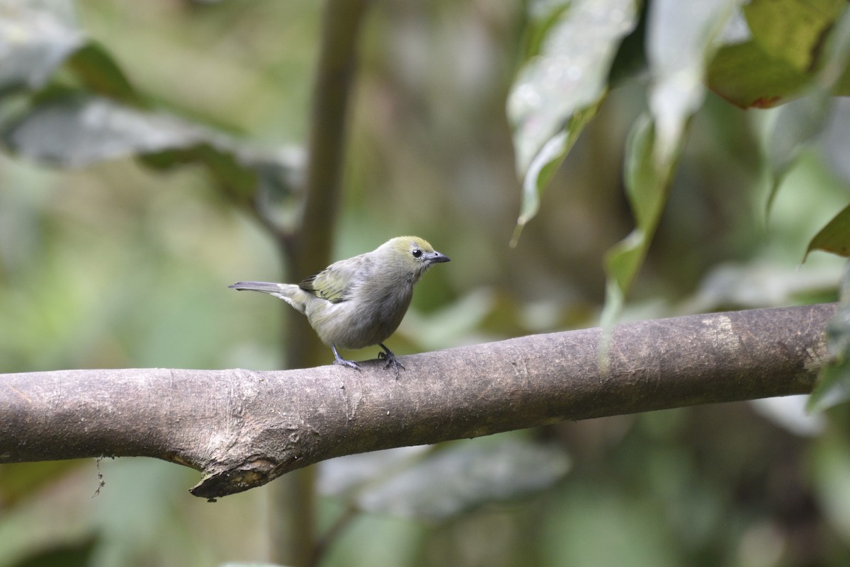 Palm Tanager - ML647576346