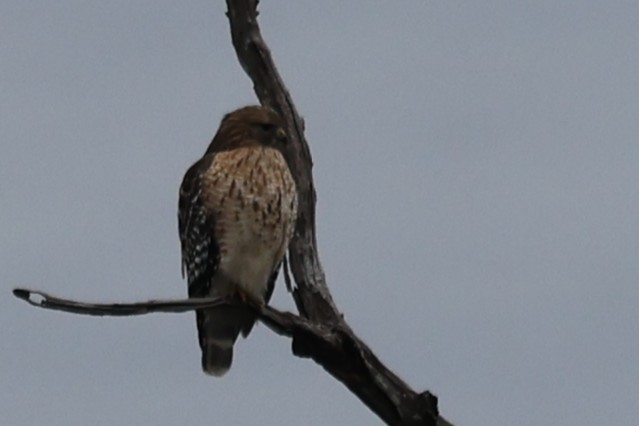 Red-shouldered Hawk - ML647576363