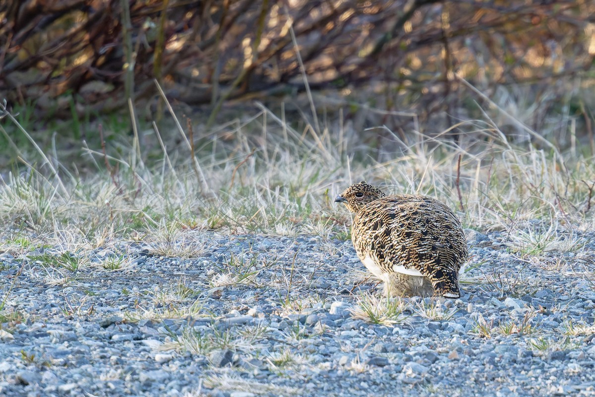 Moorschneehuhn - ML647576375