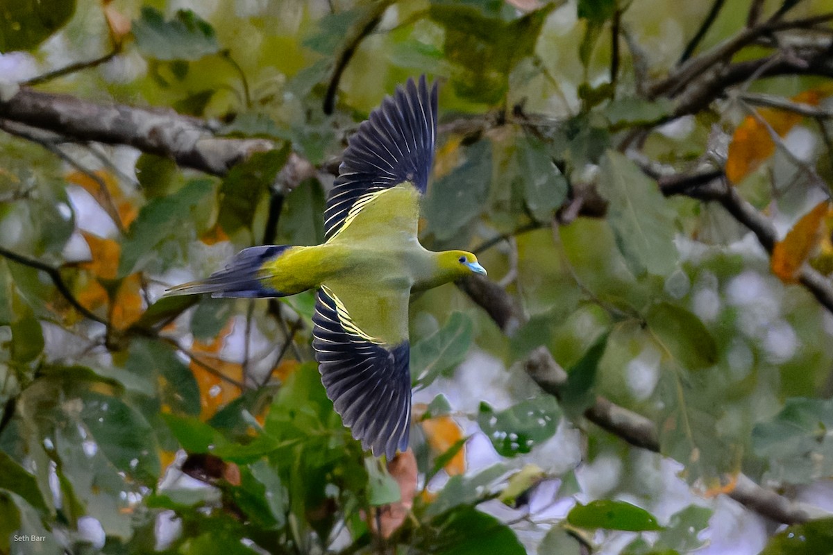 ハリオアオバト - ML647576383