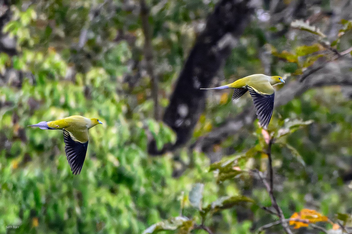 ハリオアオバト - ML647576385