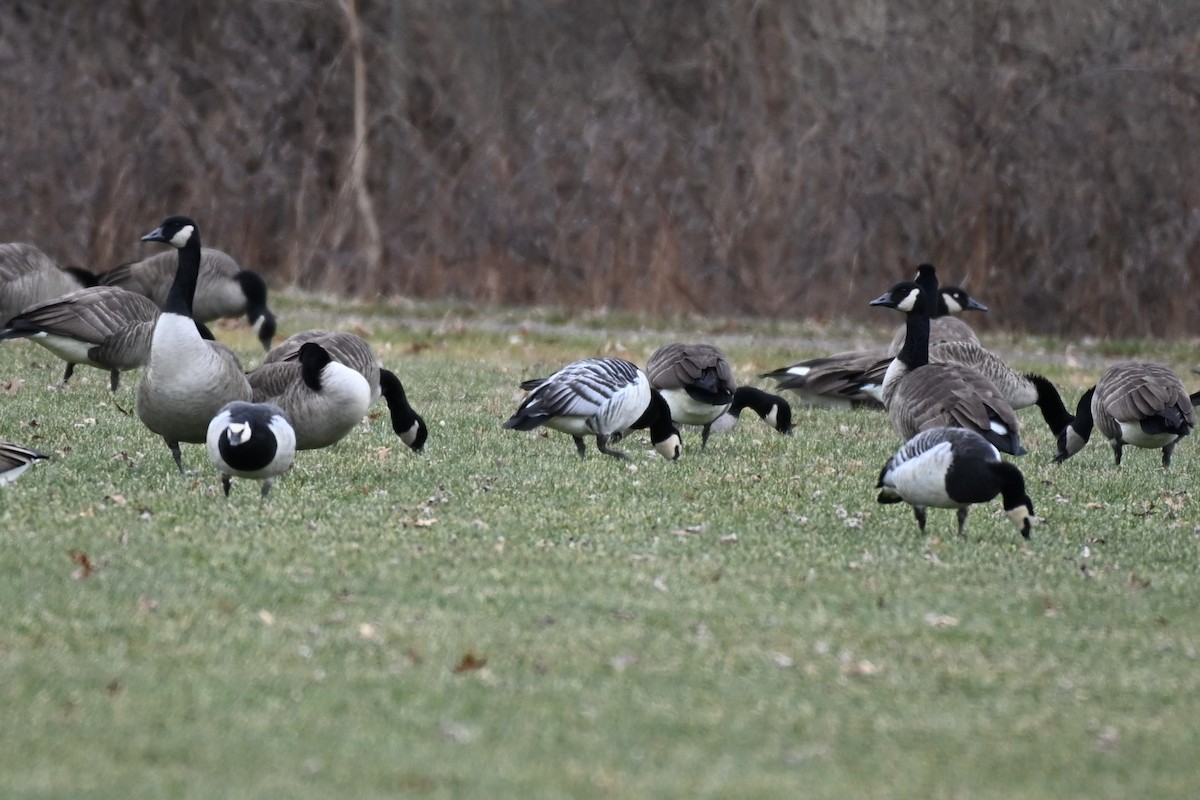Barnacle Goose - ML647576390