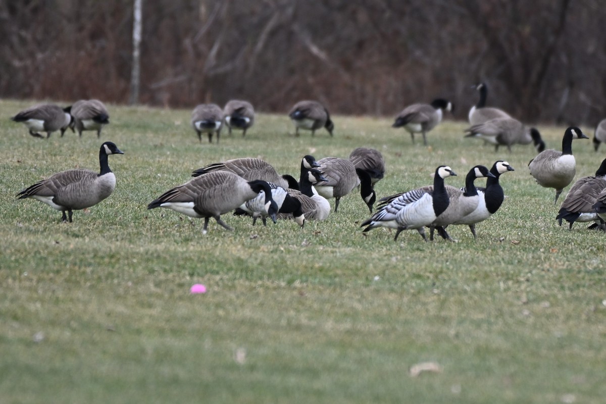 Barnacle Goose - ML647576391