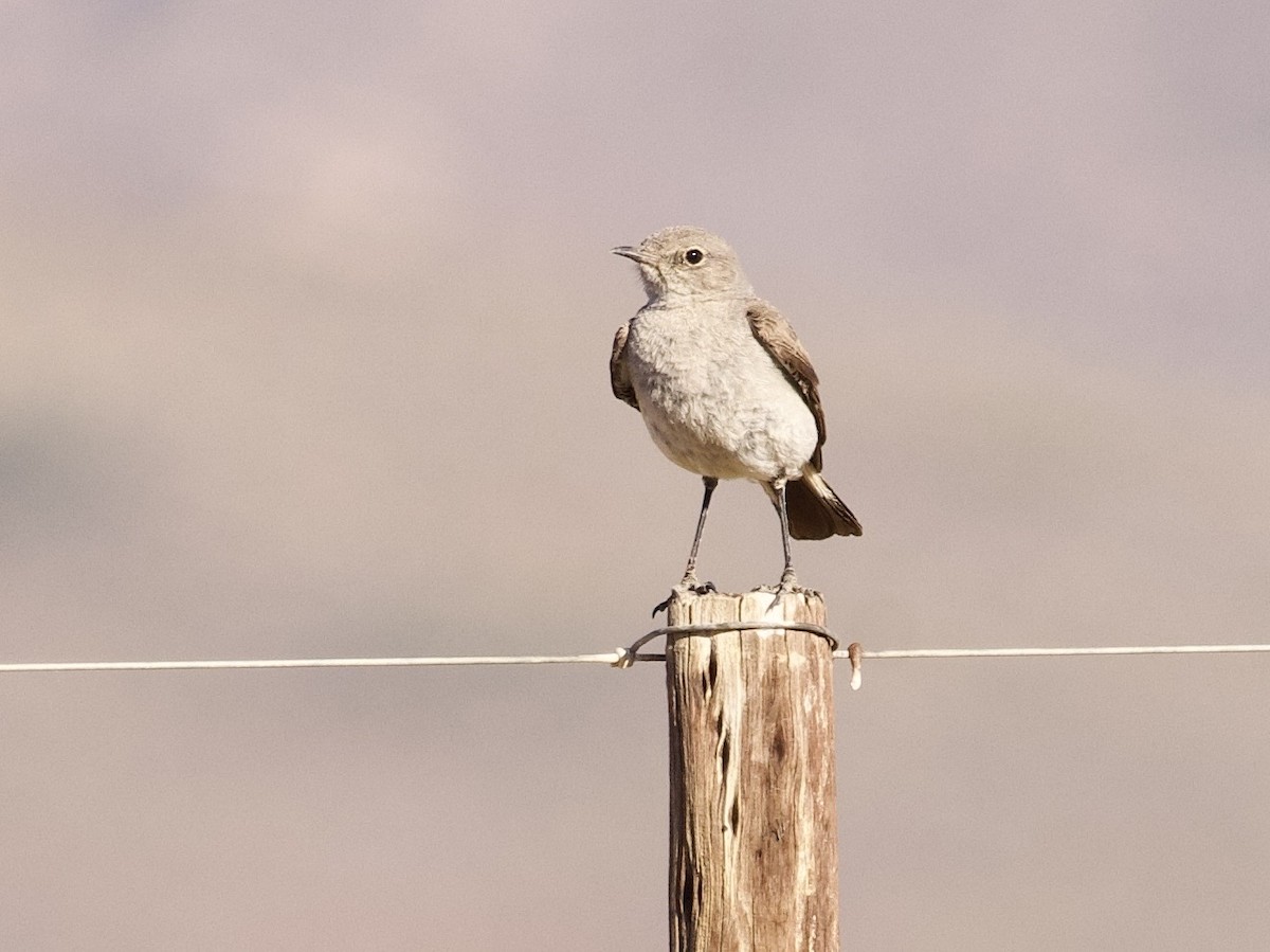 Karoo Chat - ML647576402