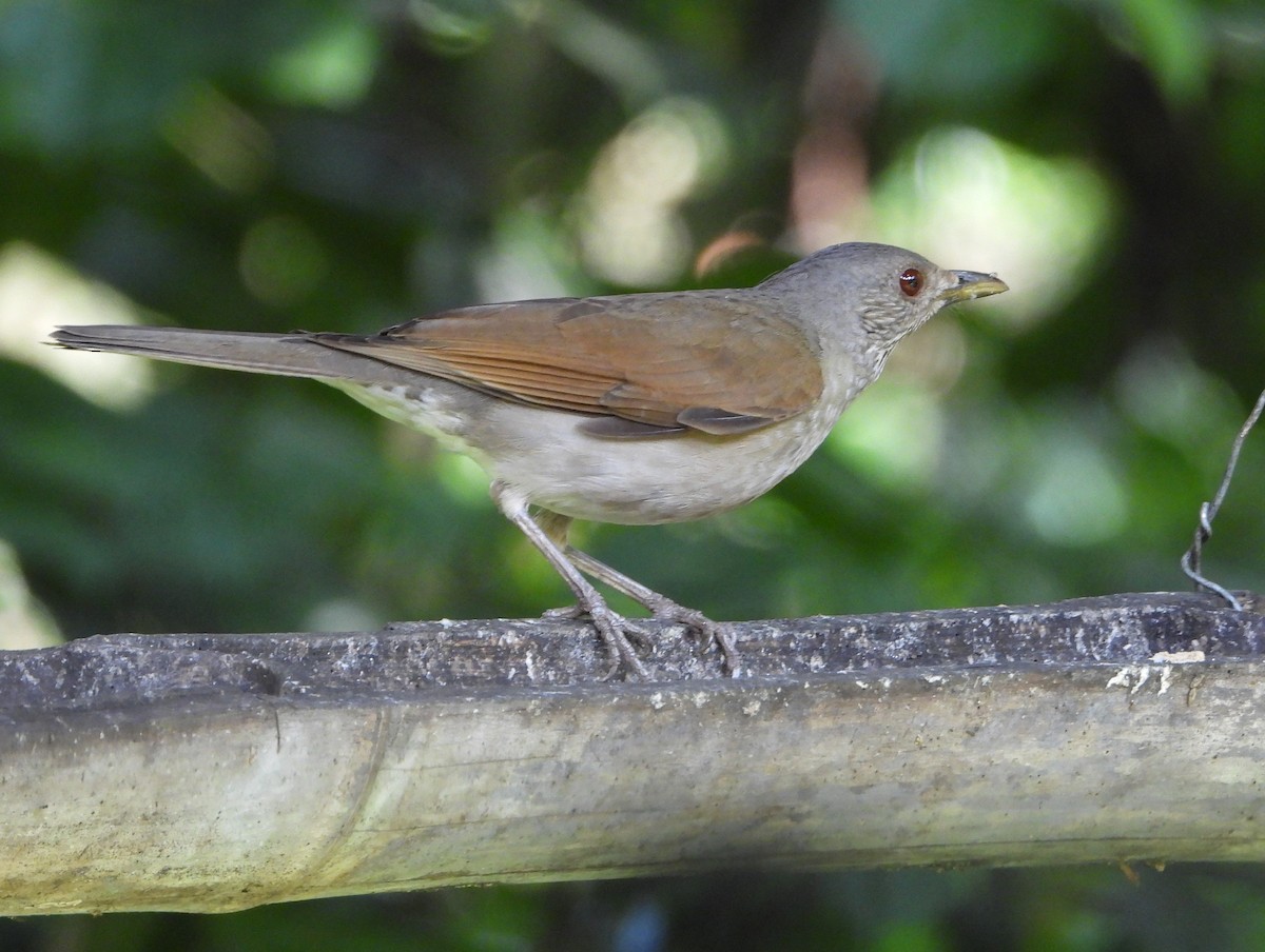 Pale-breasted Thrush - ML647576430