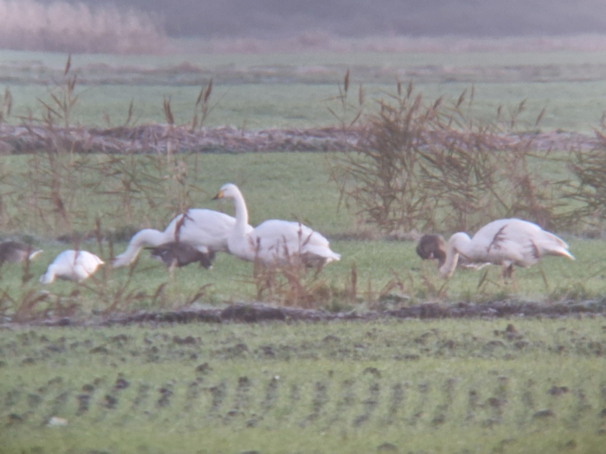 オオハクチョウ - ML647576450