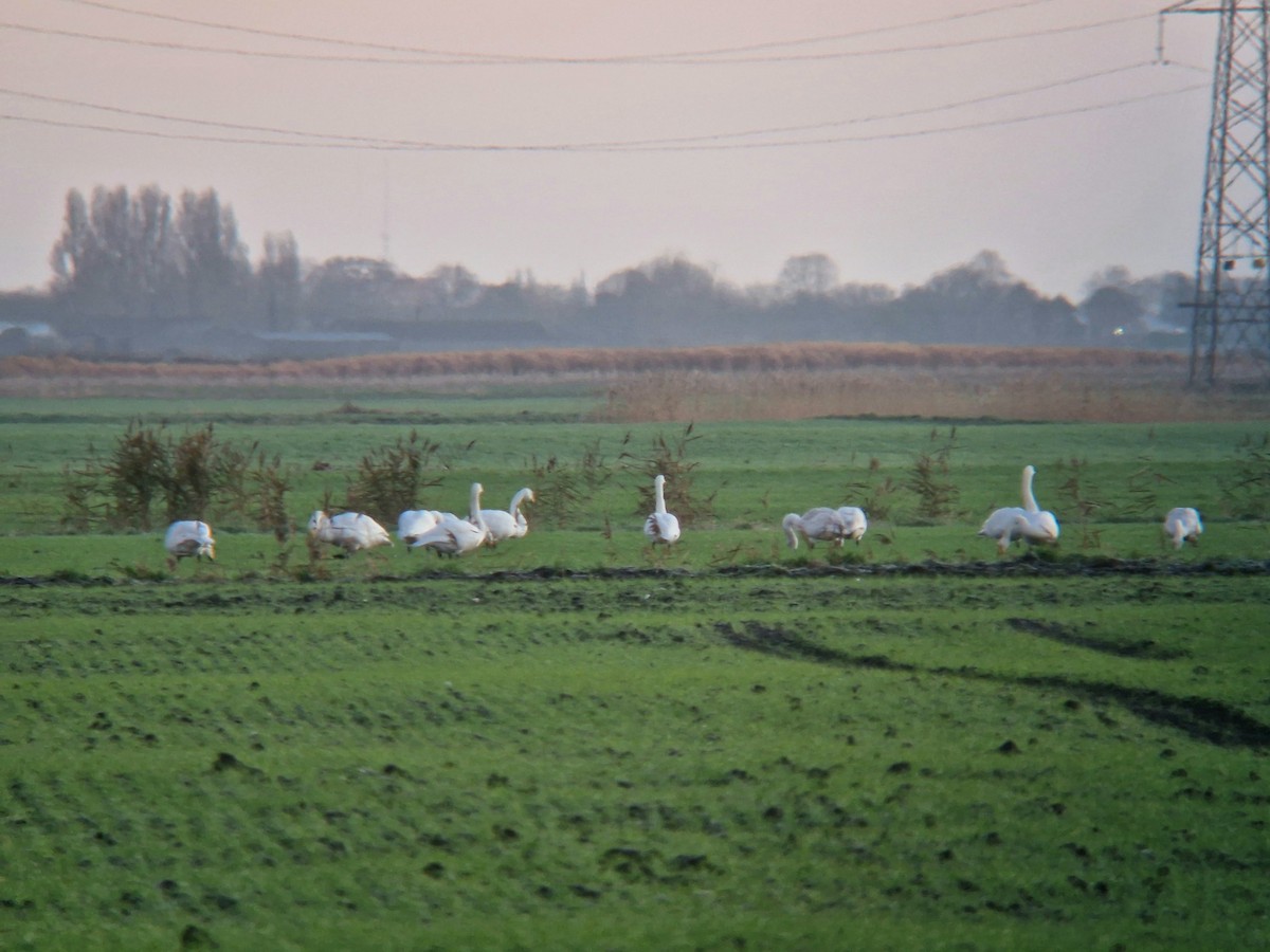 オオハクチョウ - ML647576457