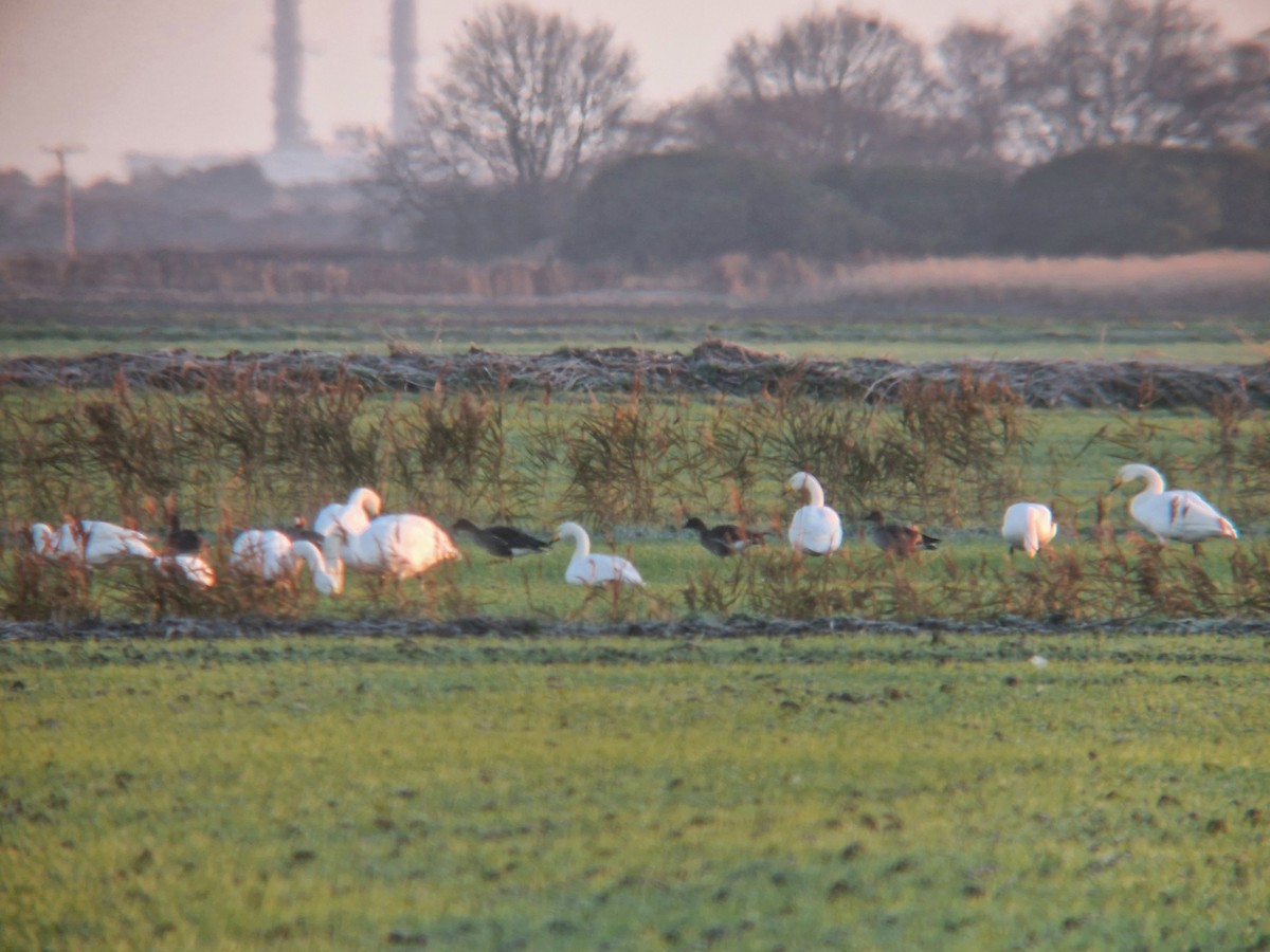 オオハクチョウ - ML647576461