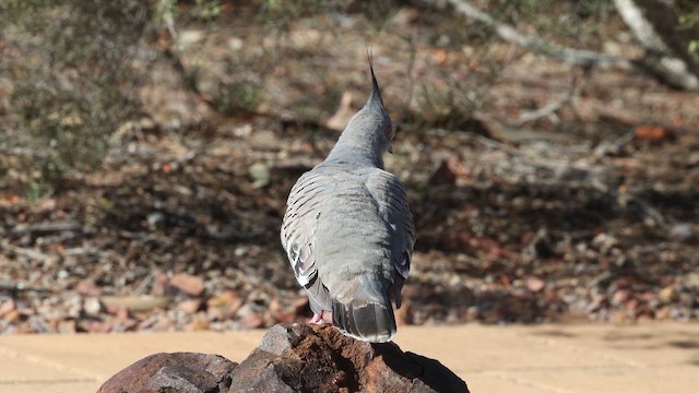 レンジャクバト - ML647576498