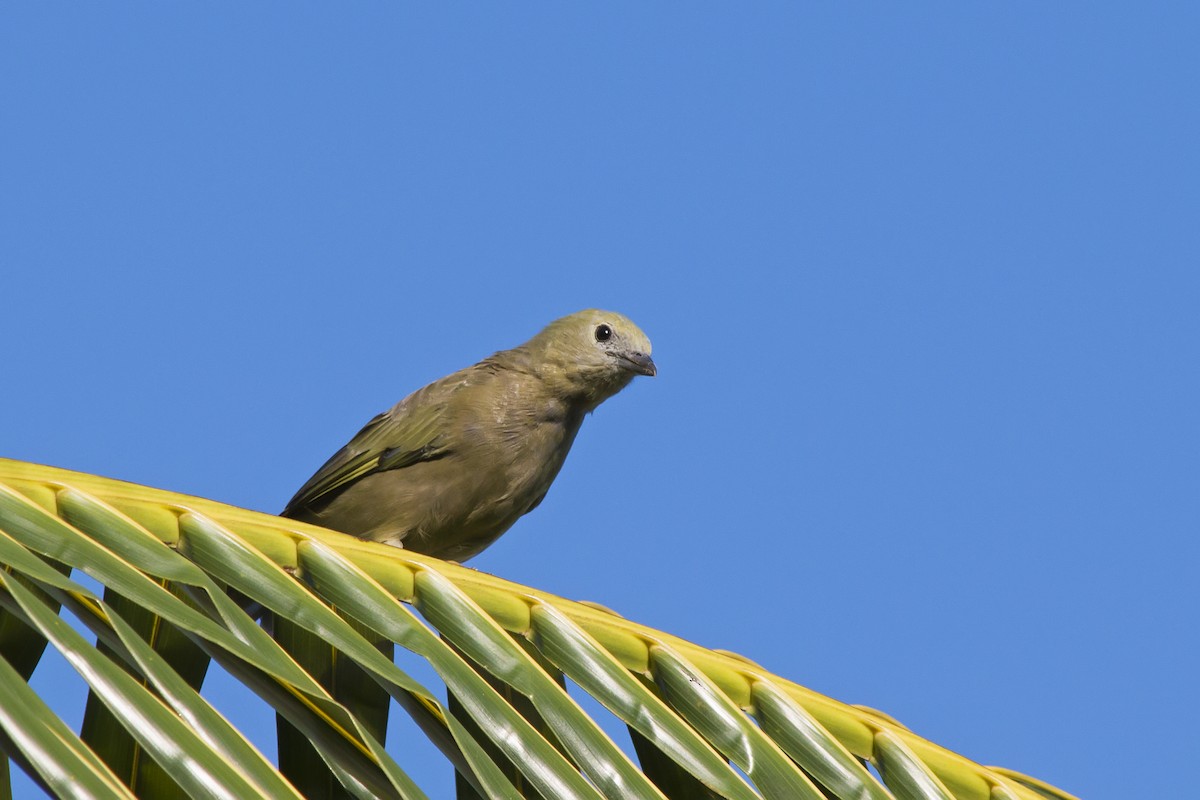 Palm Tanager - ML647576501