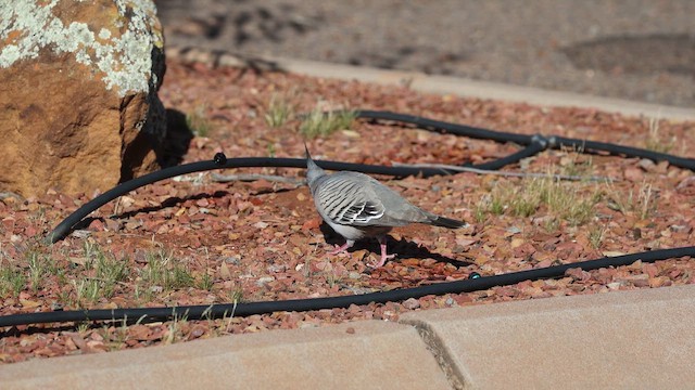 Голуб-бронзовокрил чубатий - ML647576513