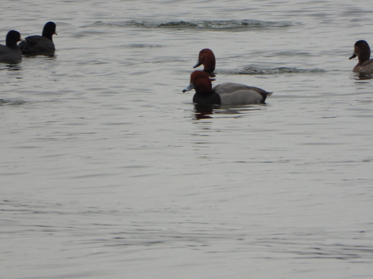 Porrón Americano - ML647576517