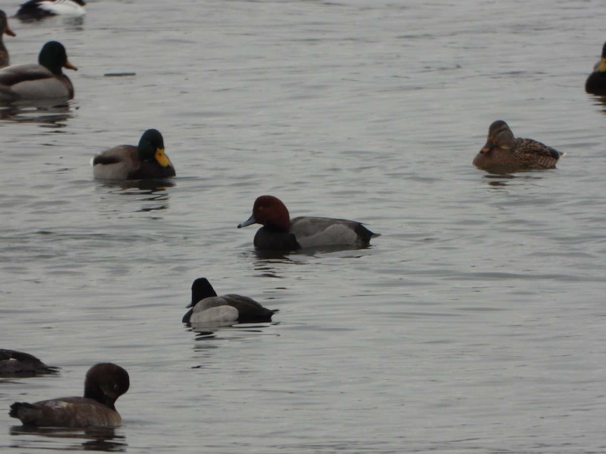 Porrón Americano - ML647576519