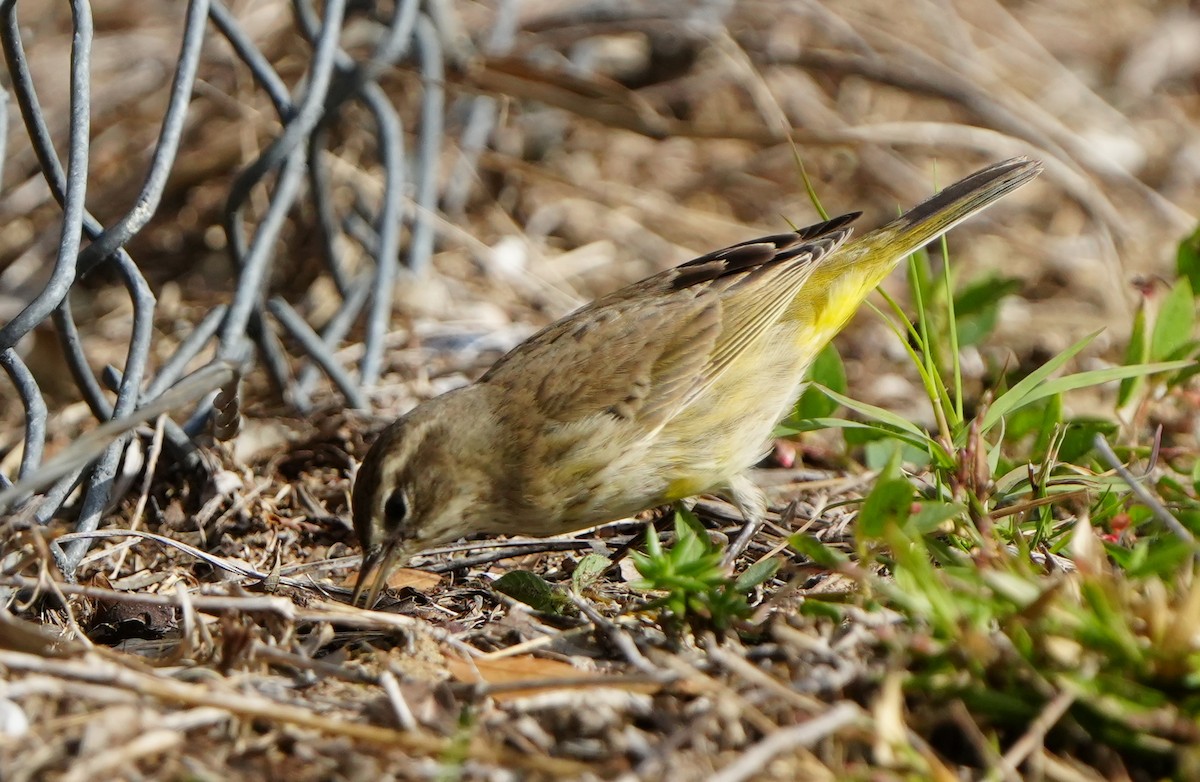 Palm Warbler - ML647576525