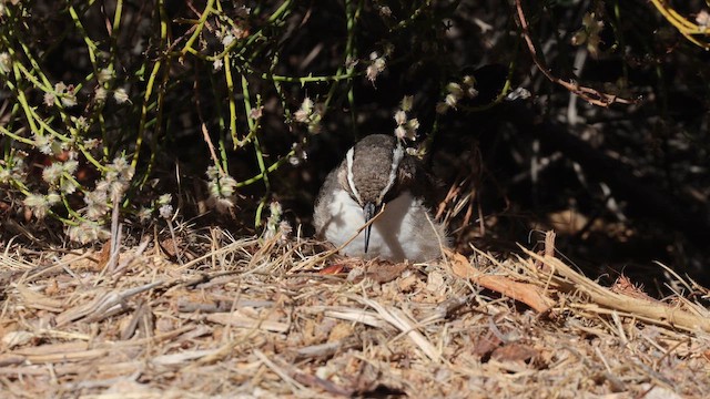 Стадняк білобровий - ML647576526