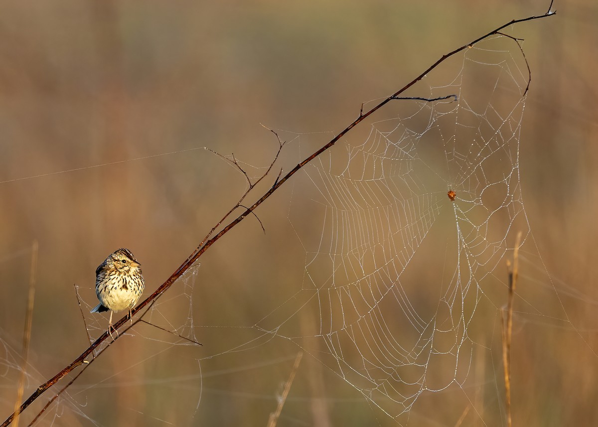 Savannah Sparrow - ML647576528