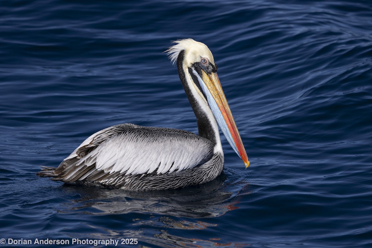 Peruvian Pelican - ML647576529