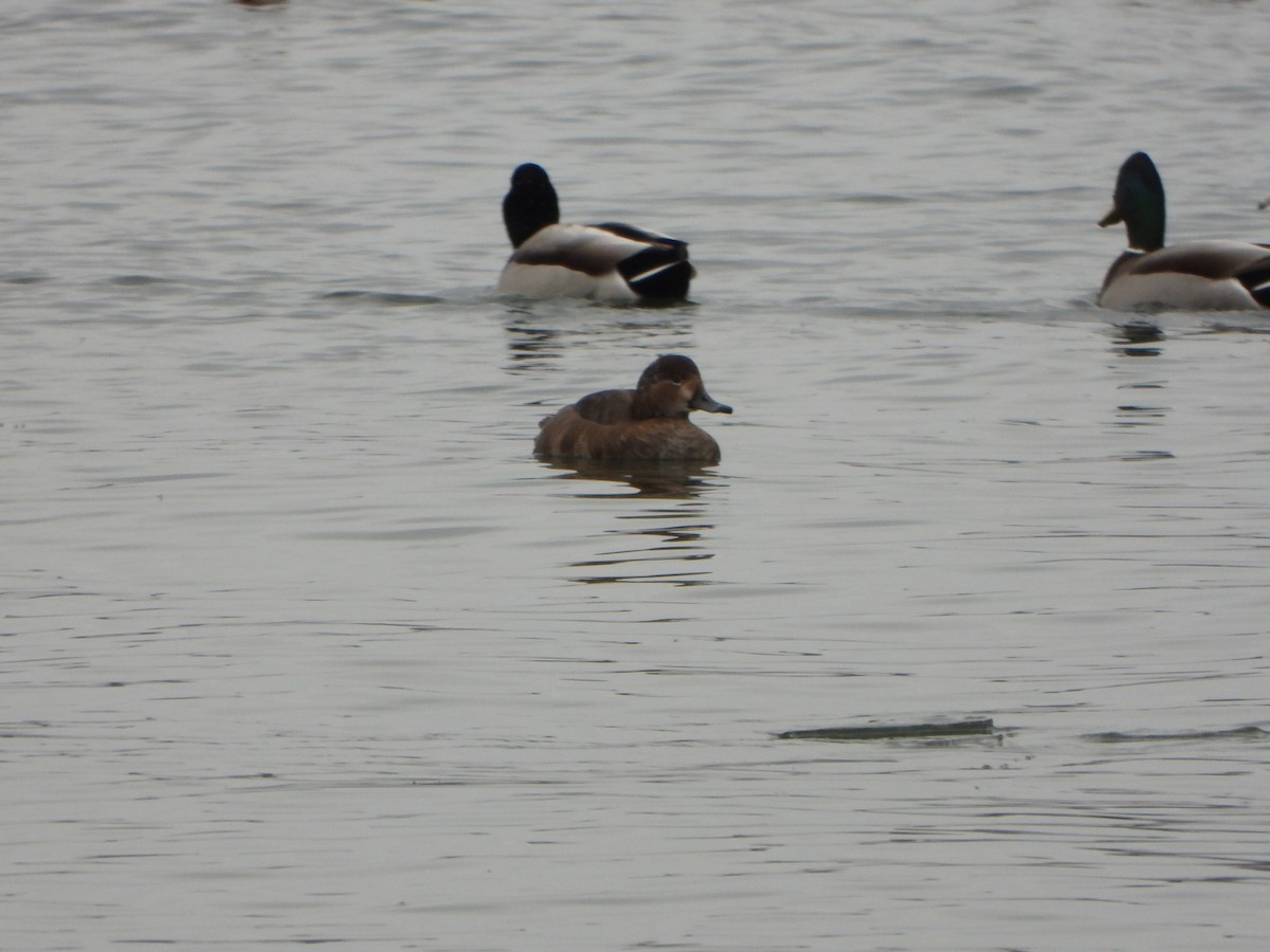 Redhead - ML647576530