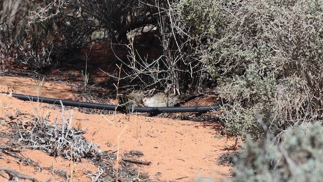 Батіжник світлочубий - ML647576531