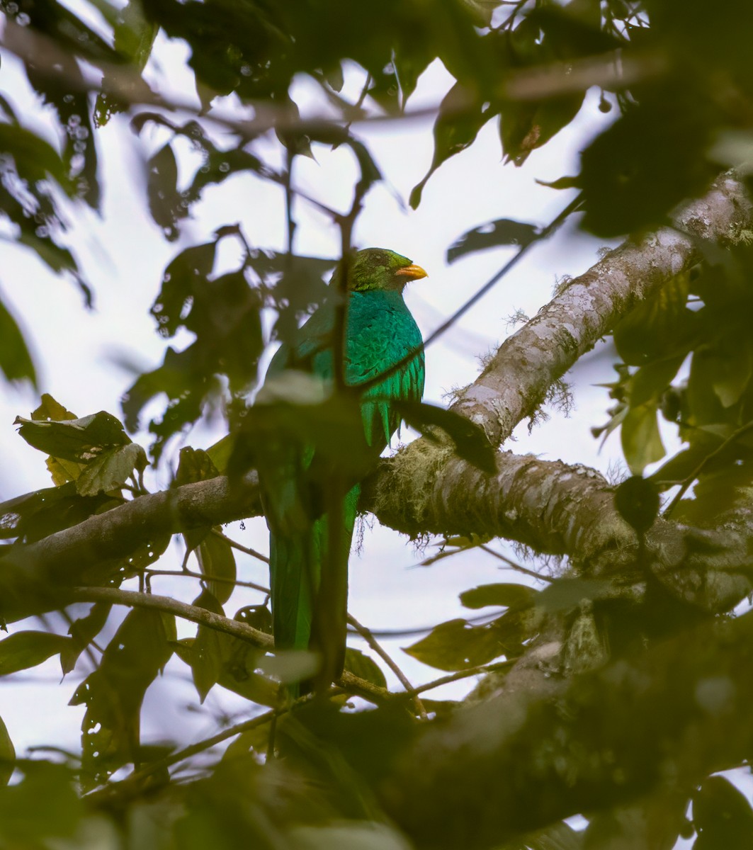 Golden-headed Quetzal - ML647576532