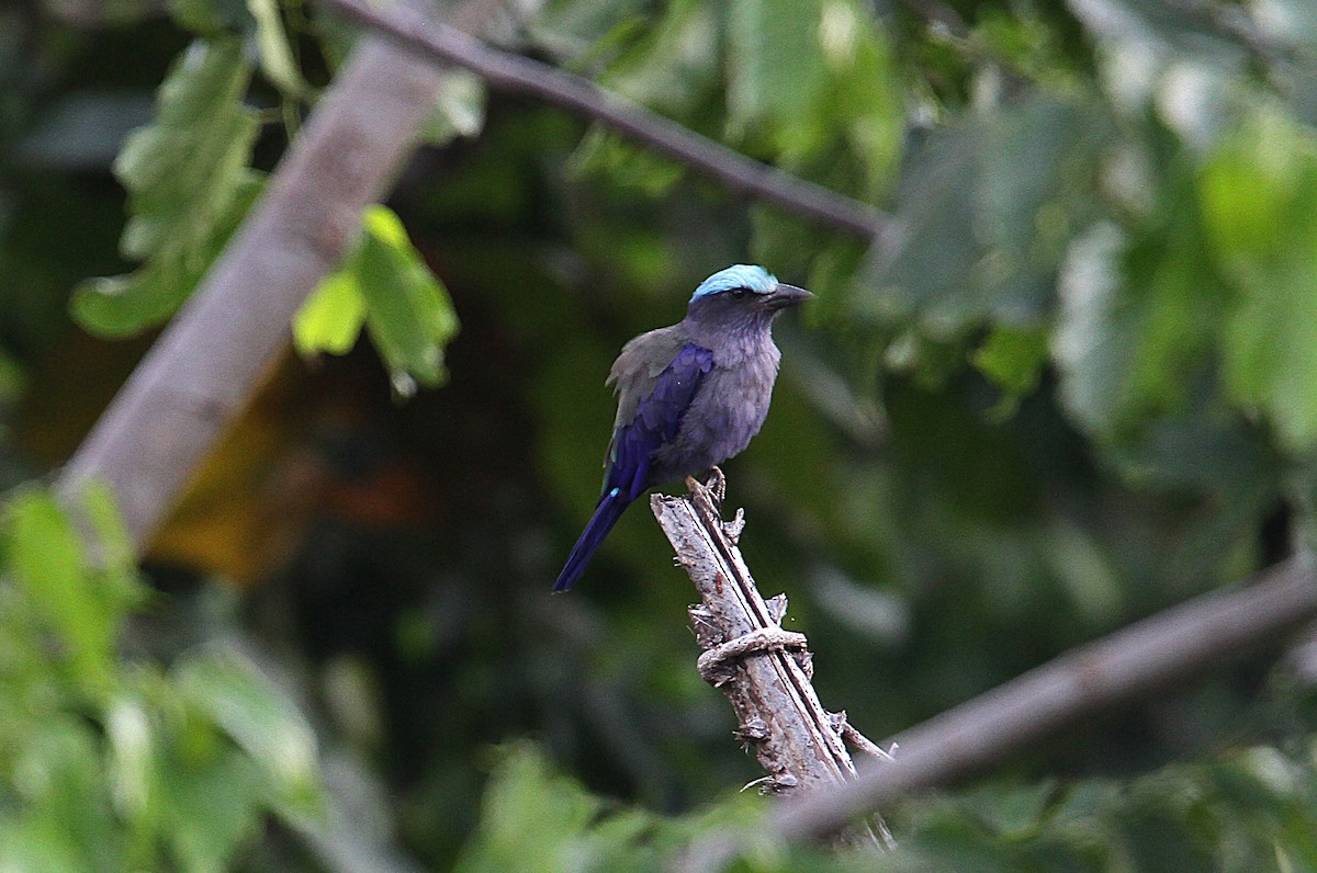 Purple-winged Roller - ML647576533